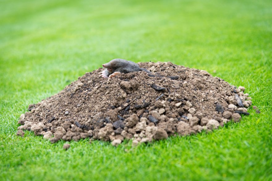 How to Tell If You Have Moles in Your Yard: A Guide