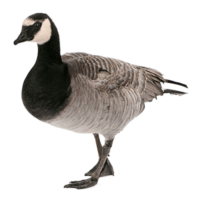 194b5f84-e13c-11ed-b66f-0242ac110002-com---goose_PNG12-hero_image