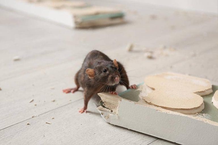 5017be46-7bfa-11ee-bcaa-0242ac110002-jpg-hero_image