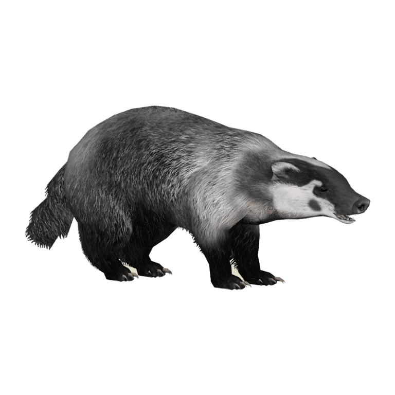 8e04ff48-d87b-11ed-abfb-0242ac110002-com---badger_PNG14-hero_image
