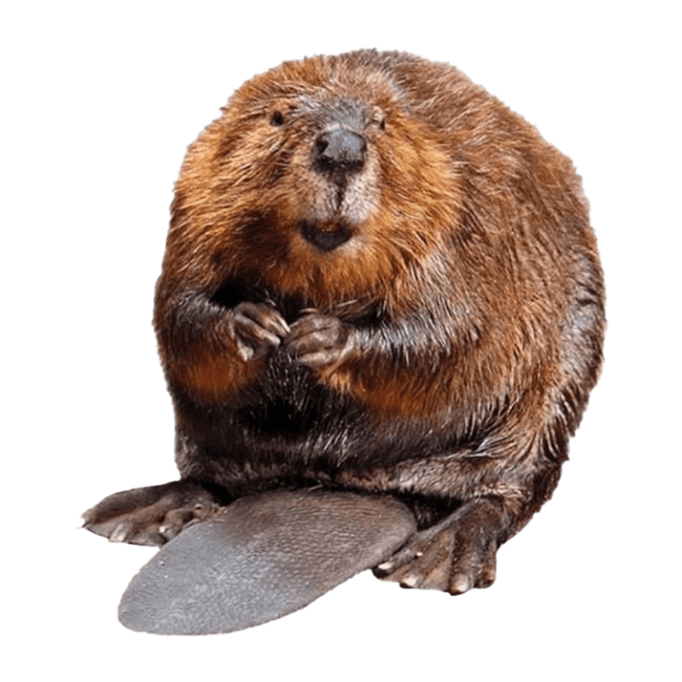 ebae2f6e-4bcd-11ee-81fd-0242ac110002-png-hero_image