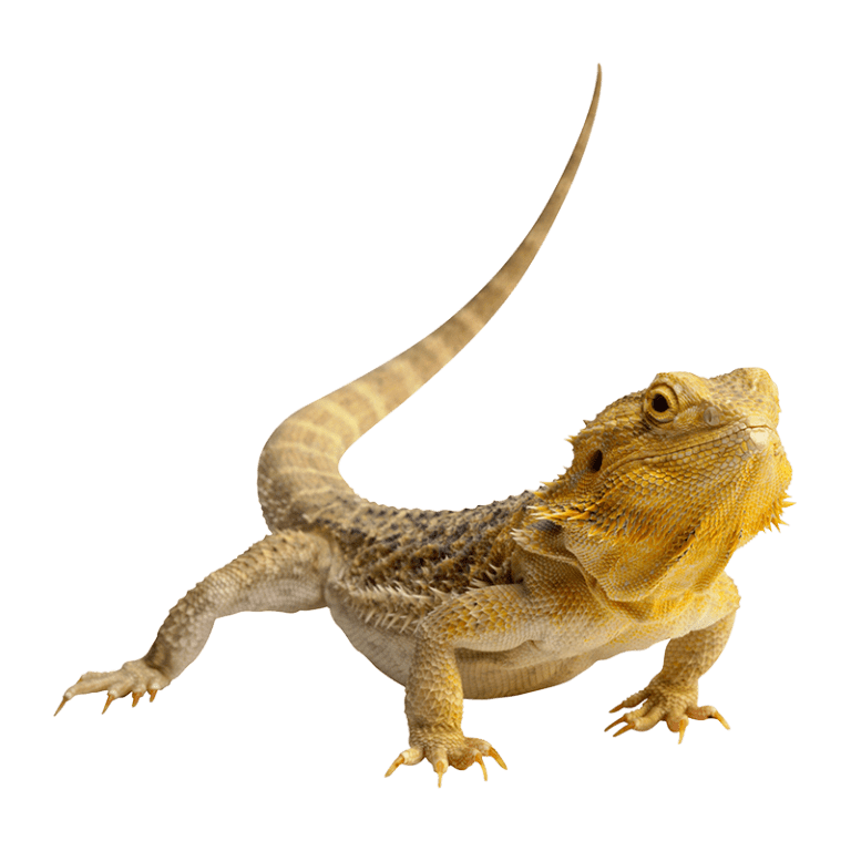 fc05e4b0-e142-11ed-aeab-0242ac110002-com---lizard_PNG3-hero_image