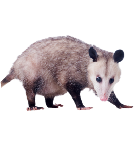 shutterstock_1644168340 1