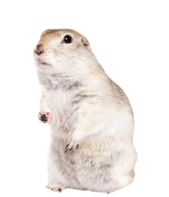 shutterstock_1939107244 1