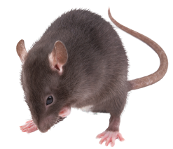 shutterstock_2345861933-depositphotos-bgremover 1