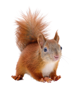 shutterstock_2368256429 1