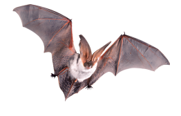 shutterstock_2450746155-depositphotos-bgremover 1